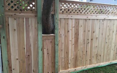 Cedar Lattice Top Fence Installed Around a Tree